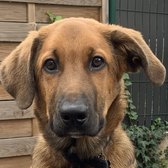 Thales, le chien mascotte de l'agence